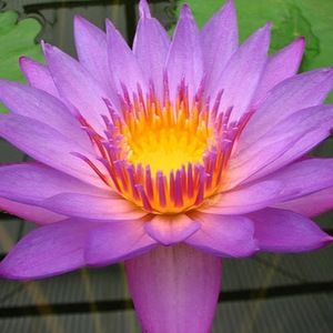 Meet your Posher, Anaa